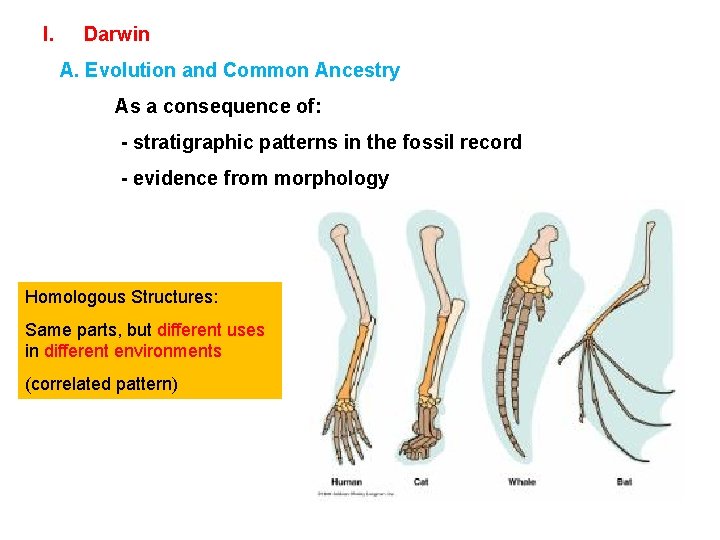 I. Darwin A. Evolution and Common Ancestry As a consequence of: - stratigraphic patterns