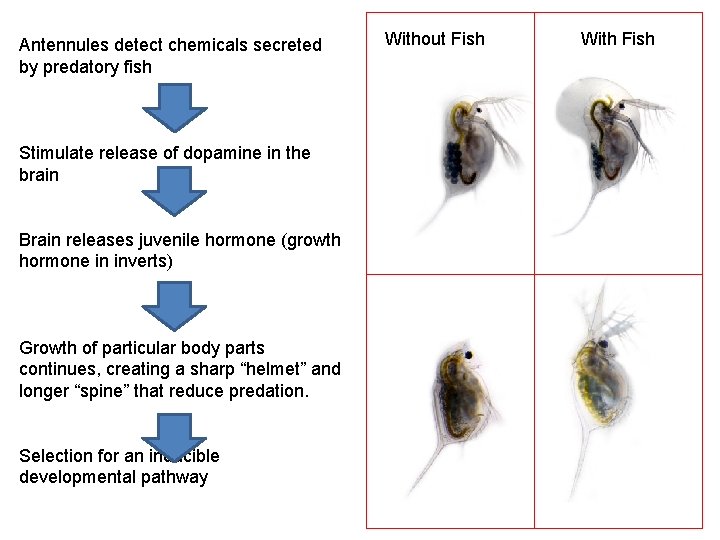 Antennules detect chemicals secreted by predatory fish Stimulate release of dopamine in the brain