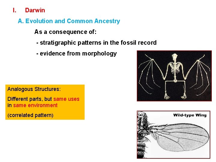I. Darwin A. Evolution and Common Ancestry As a consequence of: - stratigraphic patterns