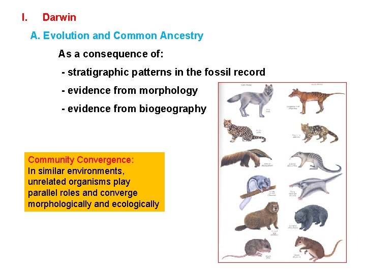 I. Darwin A. Evolution and Common Ancestry As a consequence of: - stratigraphic patterns