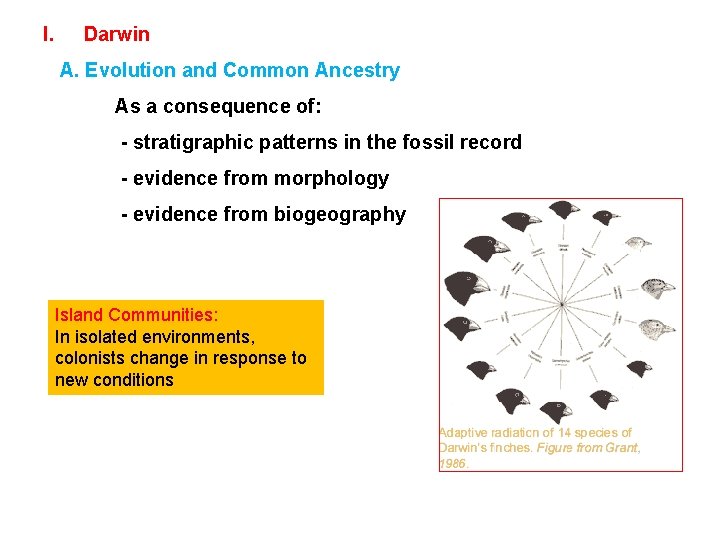 I. Darwin A. Evolution and Common Ancestry As a consequence of: - stratigraphic patterns