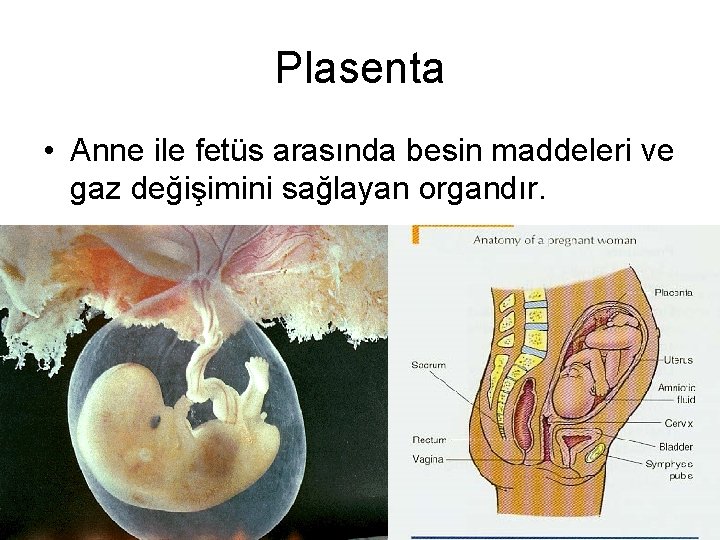 Plasenta • Anne ile fetüs arasında besin maddeleri ve gaz değişimini sağlayan organdır. 