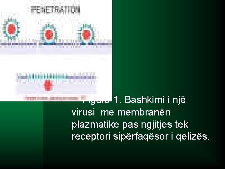  Figura 1. Bashkimi i një virusi me membranën plazmatike pas ngjitjes tek receptori