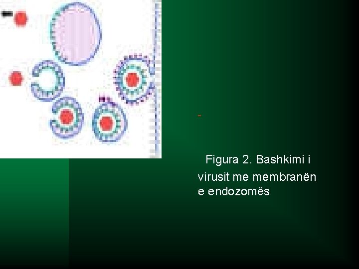  Figura 2. Bashkimi i virusit me membranën e endozomës 