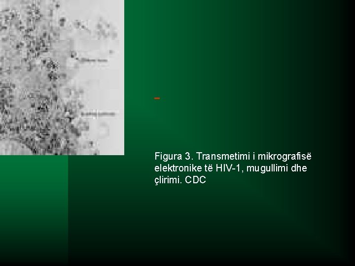  Figura 3. Transmetimi i mikrografisë elektronike të HIV-1, mugullimi dhe çlirimi. CDC 