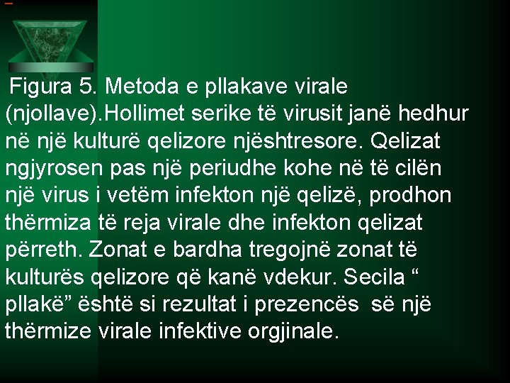  Figura 5. Metoda e pllakave virale (njollave). Hollimet serike të virusit janë hedhur