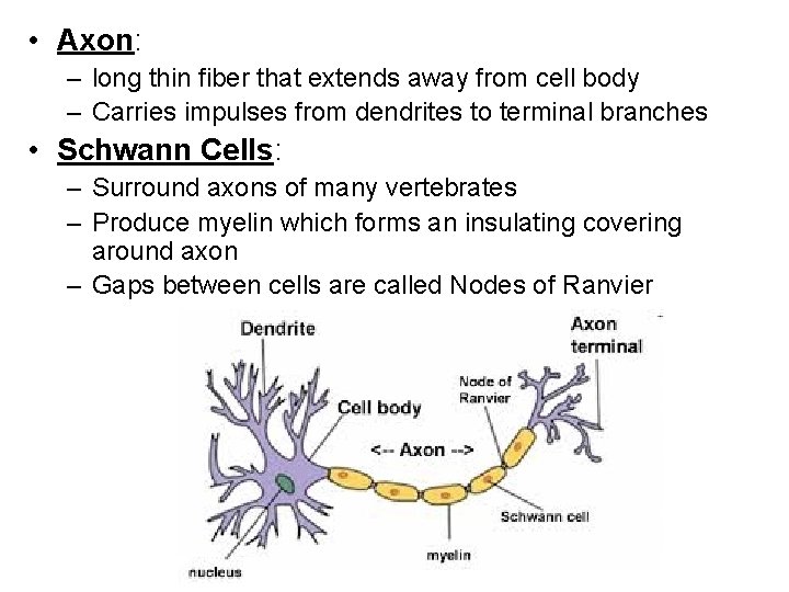 • Axon: – long thin fiber that extends away from cell body –