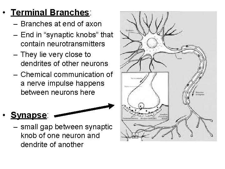  • Terminal Branches: – Branches at end of axon – End in “synaptic