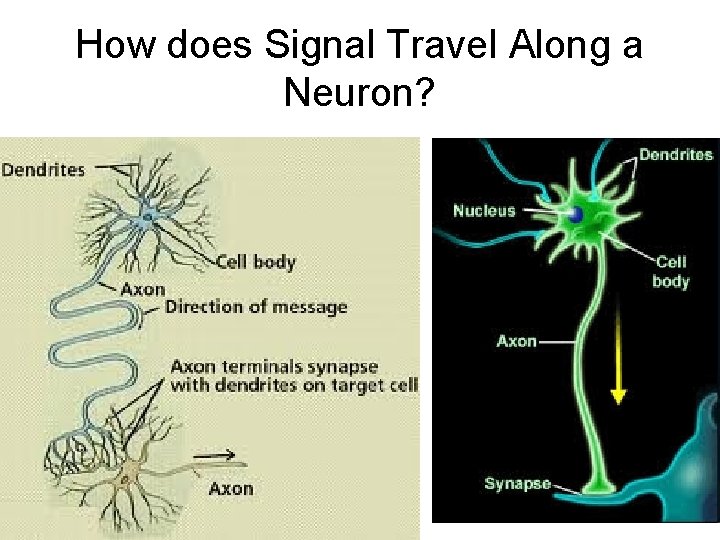 How does Signal Travel Along a Neuron? 