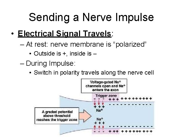 Sending a Nerve Impulse • Electrical Signal Travels: – At rest: nerve membrane is