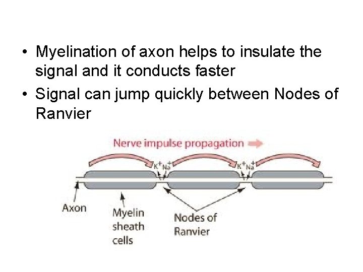  • Myelination of axon helps to insulate the signal and it conducts faster