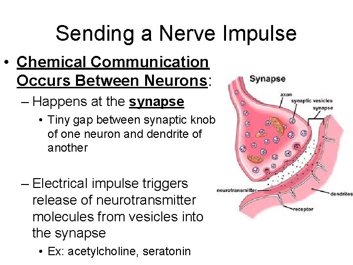 Sending a Nerve Impulse • Chemical Communication Occurs Between Neurons: – Happens at the