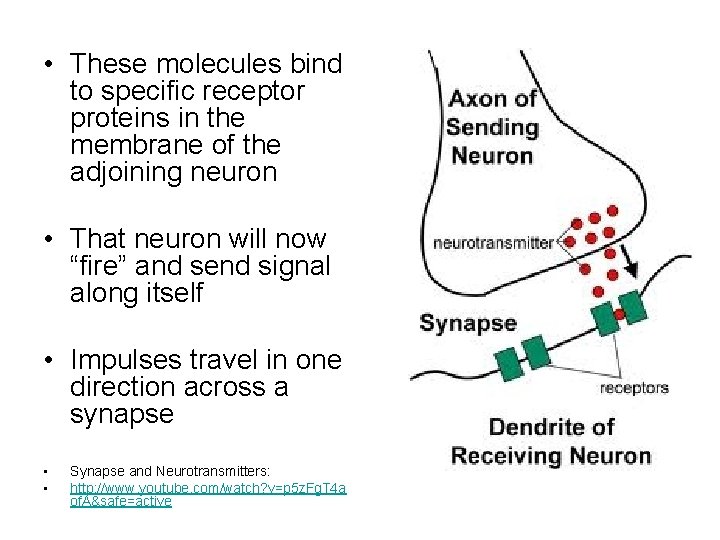  • These molecules bind to specific receptor proteins in the membrane of the