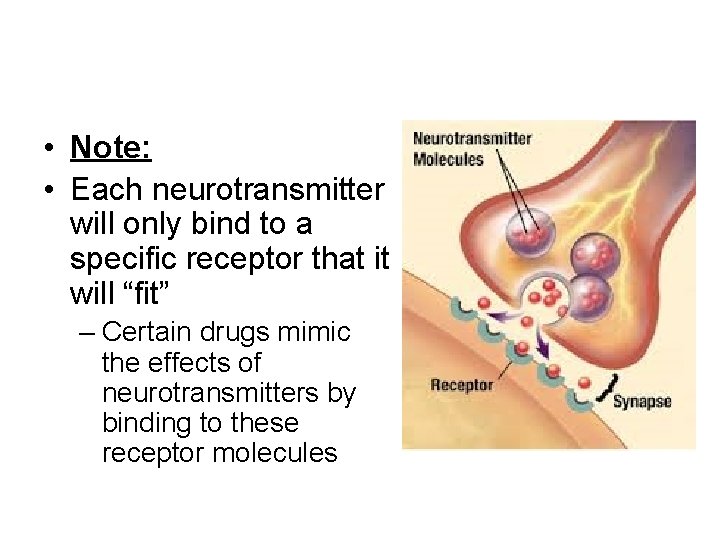  • Note: • Each neurotransmitter will only bind to a specific receptor that