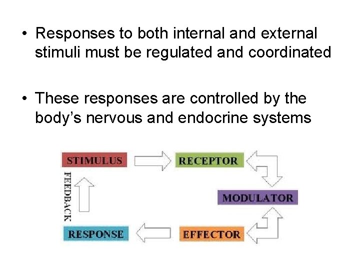  • Responses to both internal and external stimuli must be regulated and coordinated