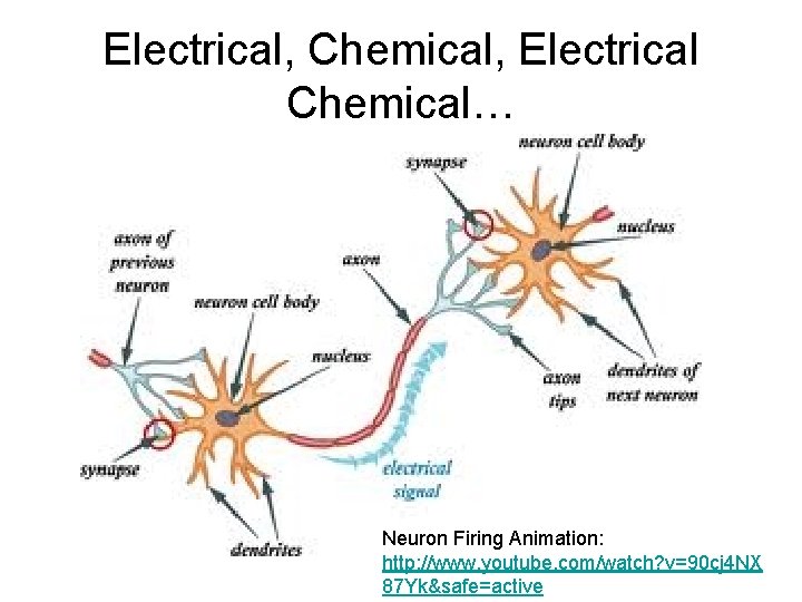 Electrical, Chemical, Electrical Chemical… Neuron Firing Animation: http: //www. youtube. com/watch? v=90 cj 4