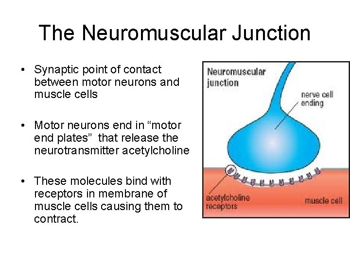 The Neuromuscular Junction • Synaptic point of contact between motor neurons and muscle cells