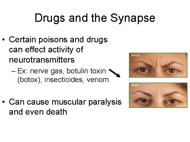 Drugs and the Synapse • Certain poisons and drugs can effect activity of neurotransmitters