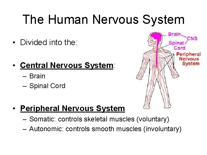 The Human Nervous System • Divided into the: • Central Nervous System: – Brain