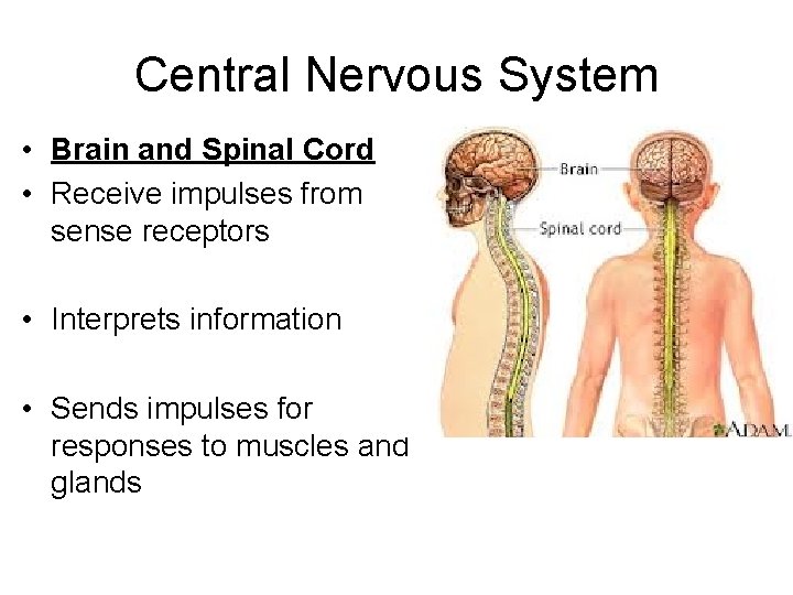 Central Nervous System • Brain and Spinal Cord • Receive impulses from sense receptors
