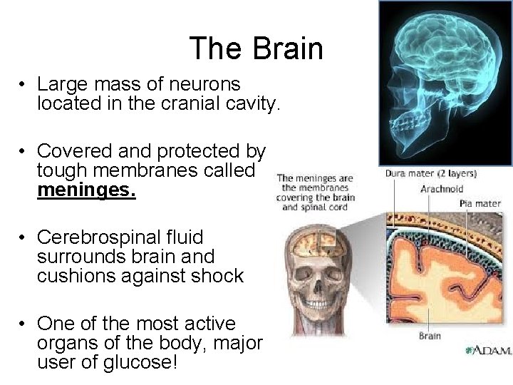 The Brain • Large mass of neurons located in the cranial cavity. • Covered