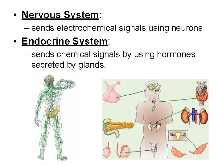  • Nervous System: – sends electrochemical signals using neurons • Endocrine System: –