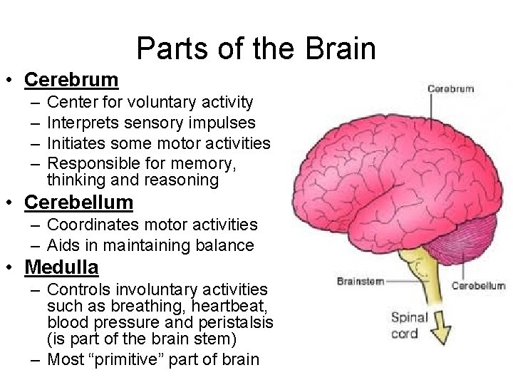 Parts of the Brain • Cerebrum – – Center for voluntary activity Interprets sensory