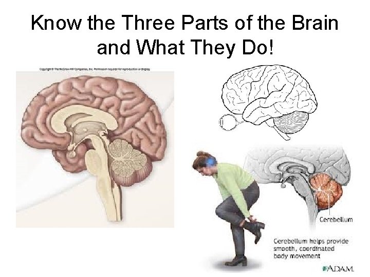 Know the Three Parts of the Brain and What They Do! 