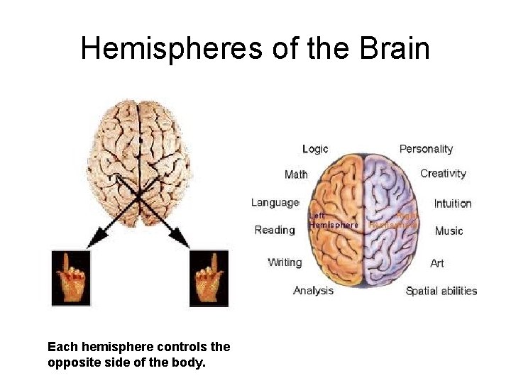 Hemispheres of the Brain Each hemisphere controls the opposite side of the body. 