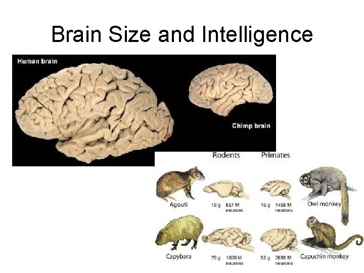 Brain Size and Intelligence 