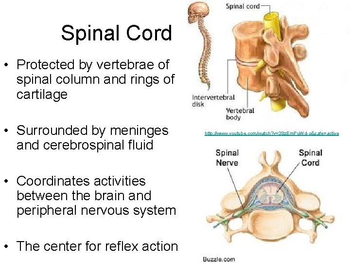Spinal Cord • Protected by vertebrae of spinal column and rings of cartilage •