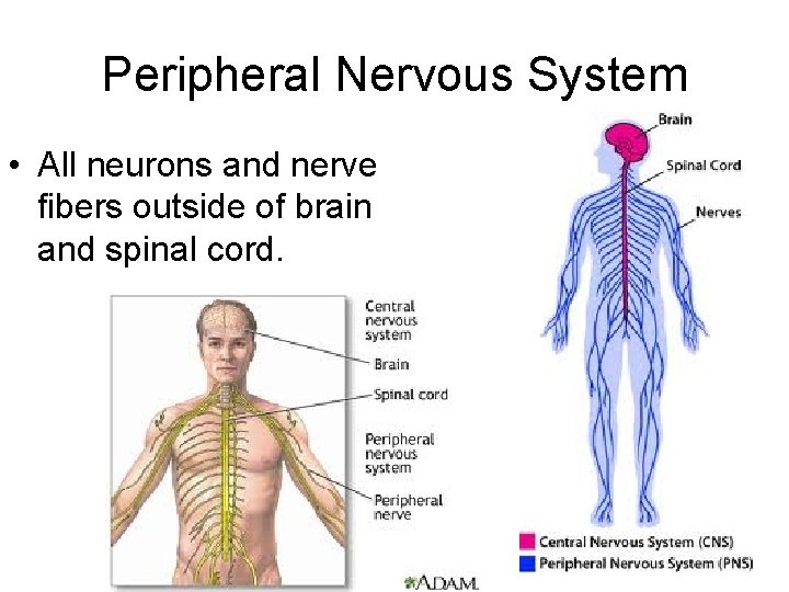 Peripheral Nervous System • All neurons and nerve fibers outside of brain and spinal