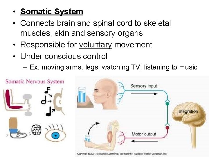  • Somatic System • Connects brain and spinal cord to skeletal muscles, skin