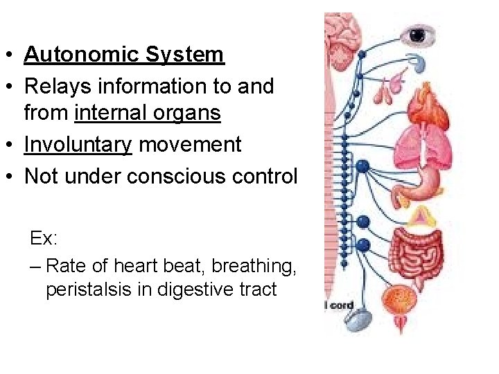  • Autonomic System • Relays information to and from internal organs • Involuntary