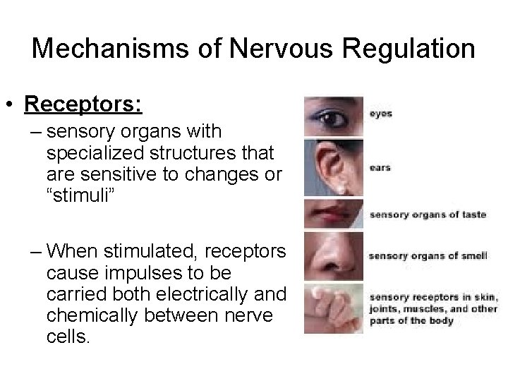 Mechanisms of Nervous Regulation • Receptors: – sensory organs with specialized structures that are