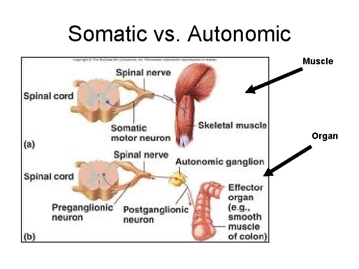 Somatic vs. Autonomic Muscle Organ 