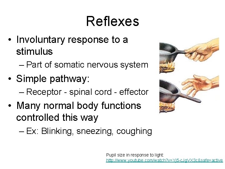 Reflexes • Involuntary response to a stimulus – Part of somatic nervous system •