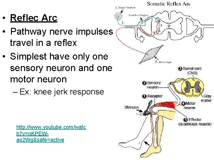  • Reflec Arc • Pathway nerve impulses travel in a reflex • Simplest
