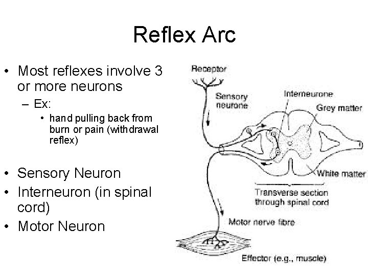 Reflex Arc • Most reflexes involve 3 or more neurons – Ex: • hand