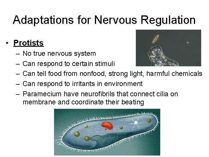 Adaptations for Nervous Regulation • Protists – – – No true nervous system Can