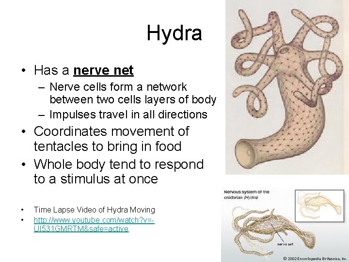 Hydra • Has a nerve net – Nerve cells form a network between two