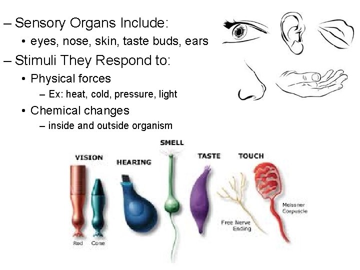– Sensory Organs Include: • eyes, nose, skin, taste buds, ears – Stimuli They