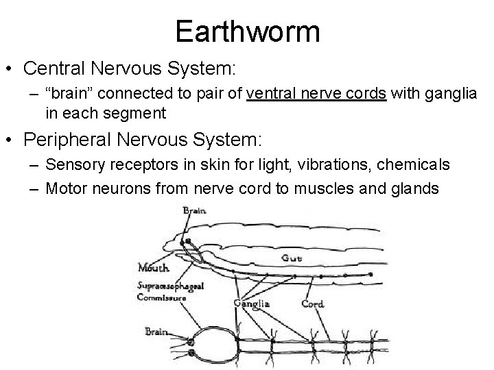 Earthworm • Central Nervous System: – “brain” connected to pair of ventral nerve cords