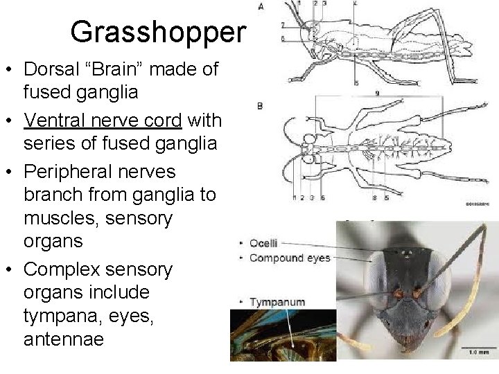 Grasshopper • Dorsal “Brain” made of fused ganglia • Ventral nerve cord with series