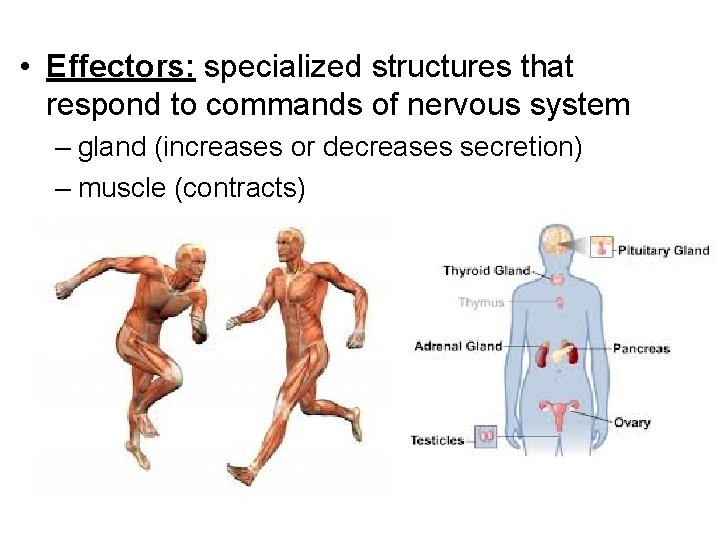  • Effectors: specialized structures that respond to commands of nervous system – gland