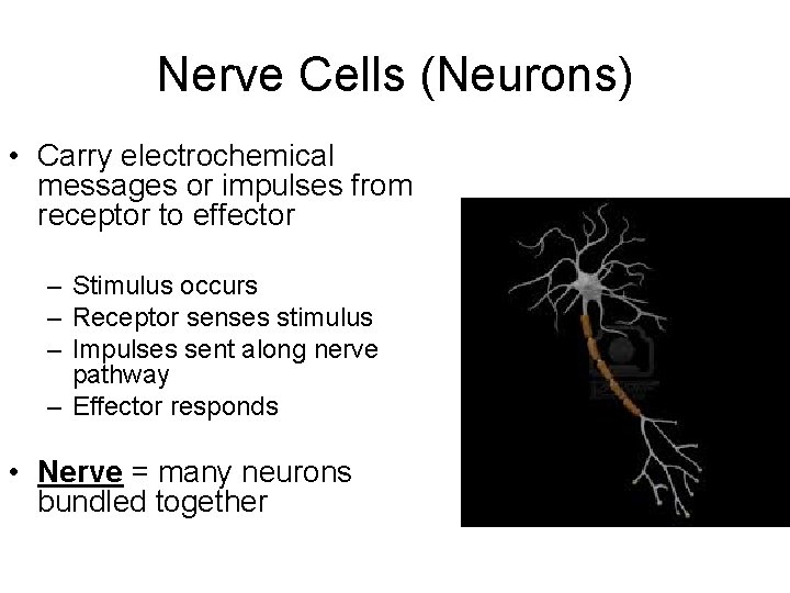 Nerve Cells (Neurons) • Carry electrochemical messages or impulses from receptor to effector –