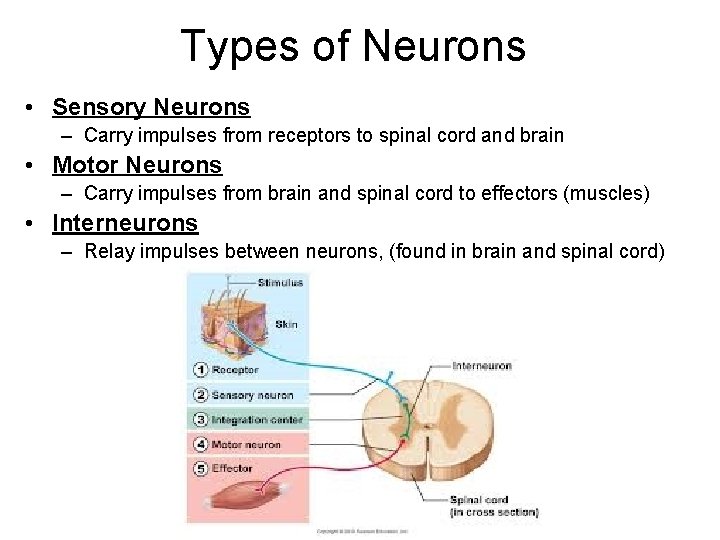 Types of Neurons • Sensory Neurons – Carry impulses from receptors to spinal cord