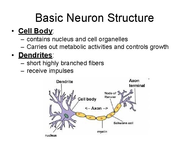 Basic Neuron Structure • Cell Body: – contains nucleus and cell organelles – Carries
