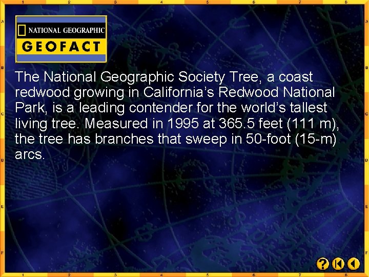 The National Geographic Society Tree, a coast redwood growing in California’s Redwood National Park,