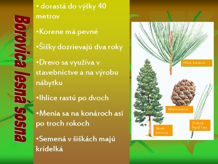  • dorastá do výšky 40 metrov • Korene má pevné • Šišky dozrievajú